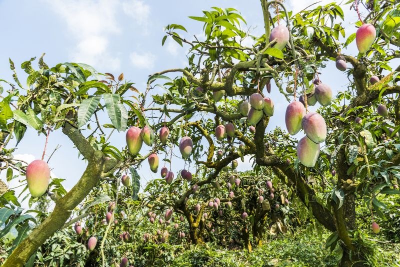 Mango Tree Maintenance