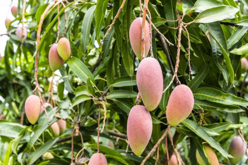 Mango Tree Maintenance