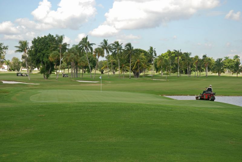 Mango Tree Maintenance