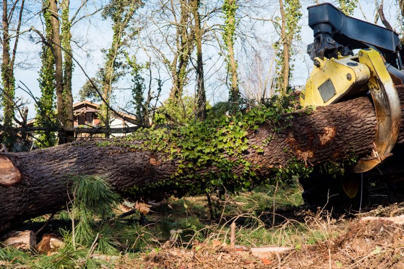 Large Tree Removal Equipment