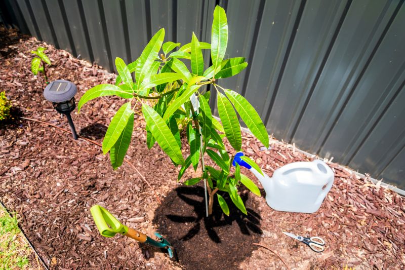 Mango Tree Maintenance