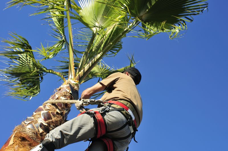 Mango Tree Maintenance