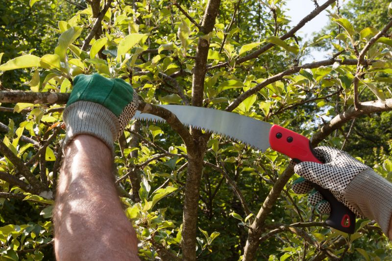 Mango Tree Maintenance