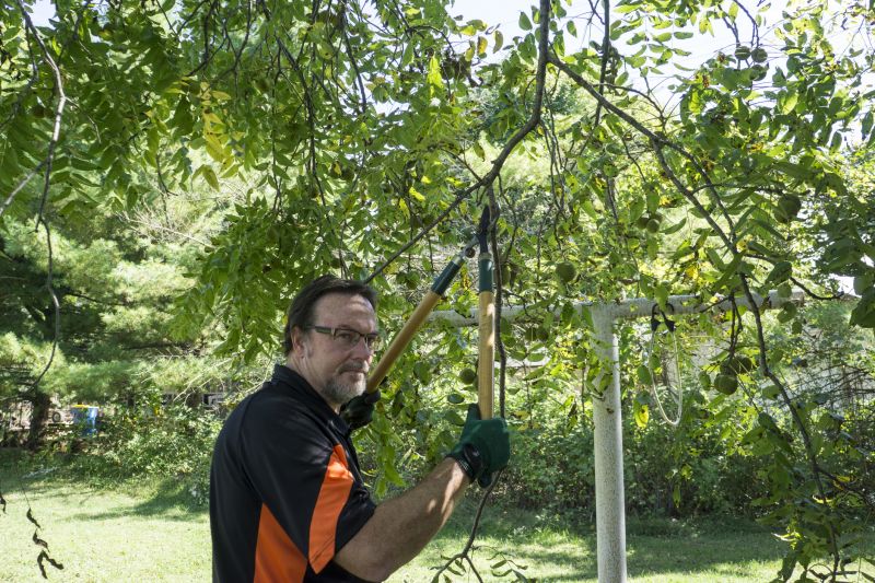 Mango Tree Maintenance