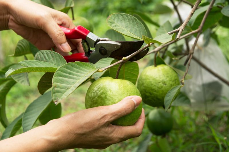 Mango Tree Maintenance