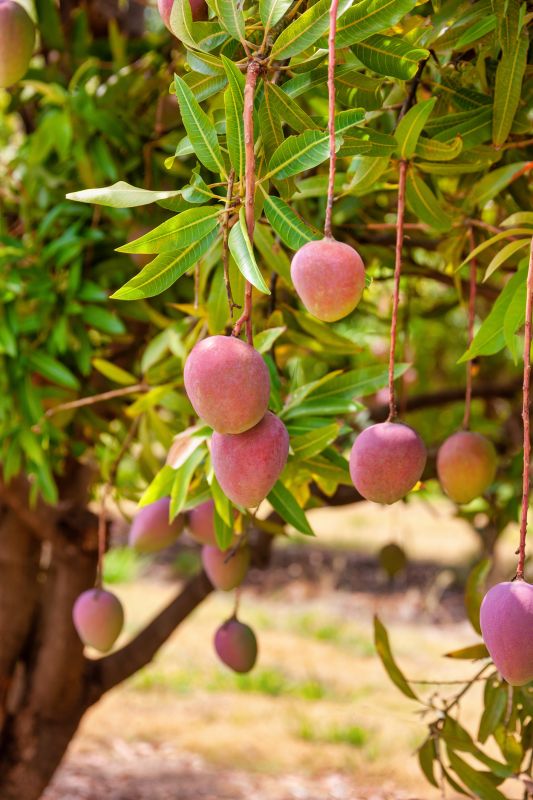 Healthy Mango Tree