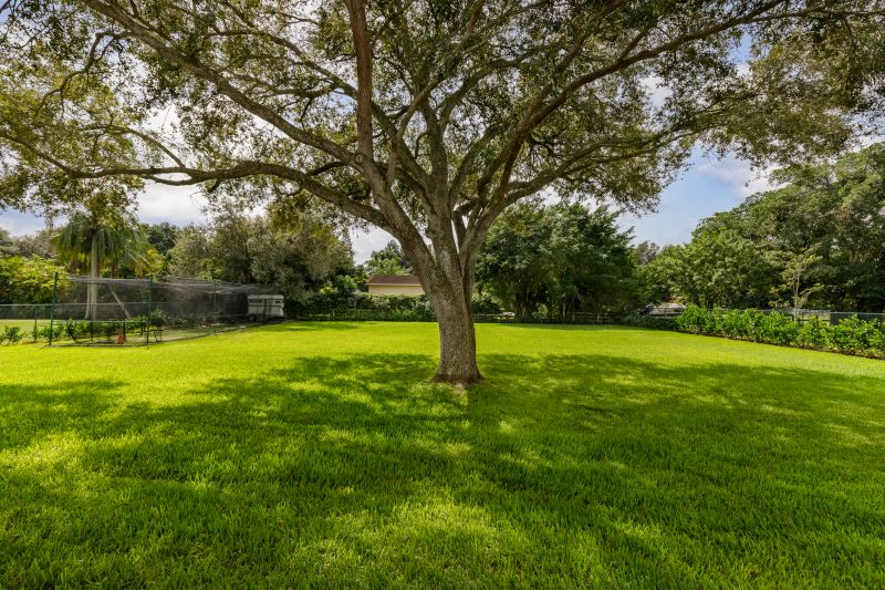 Healthy Mango Orchard