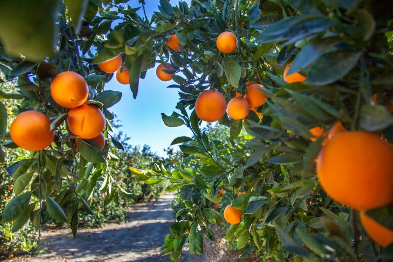 Harvest-Ready Mango Trees