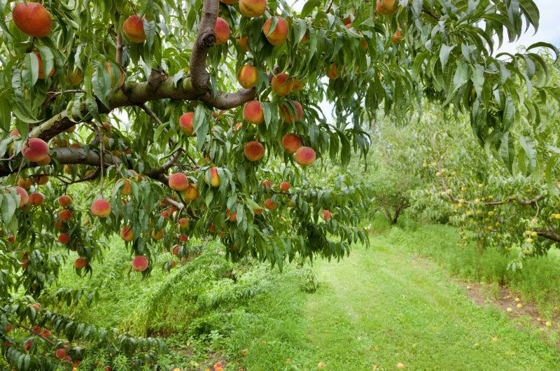 Disease-Free Mango Orchard